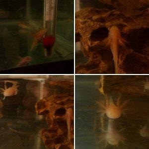 axies