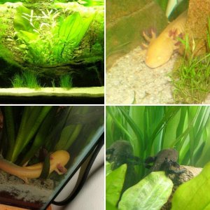 Mission: KILL the Cyanobacteria