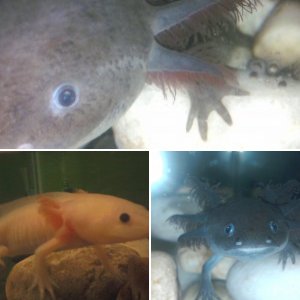 My Axies