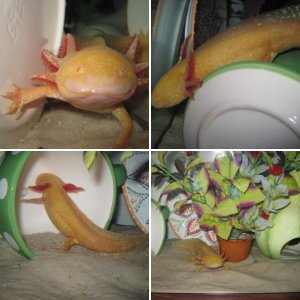 Swarley