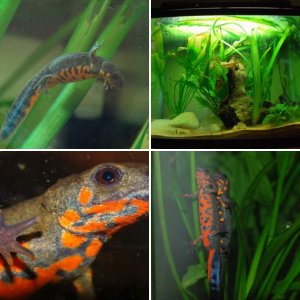Cynops cyanurus