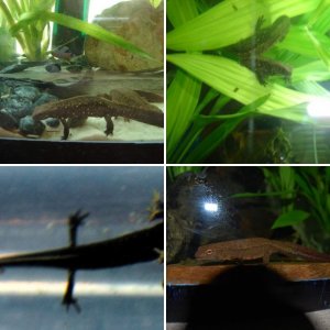 Paramesotriton chinensis and hongkonensis