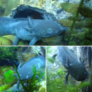 axies