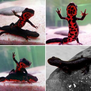 Cynops Orientalis