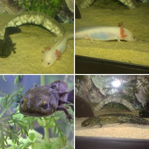 my pets^^
