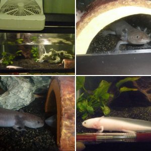 Axies