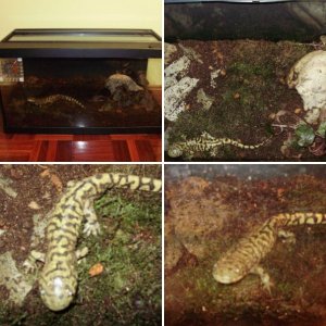 Ambystoma mavortium melanostictum