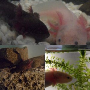Axolotls