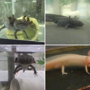 Axolotls