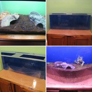 My first newt tank!