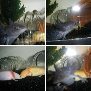 My Axies