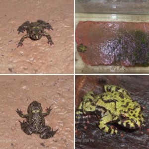 Bombina orientalis