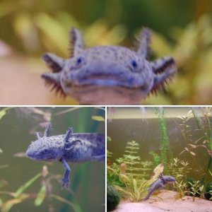aquarium pics (~^-^)