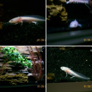 axolotls