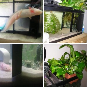 My two Axoltol's
