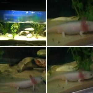 Leviathan ;)