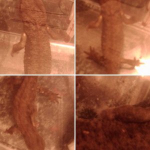My Giant Fire-bellied Newt