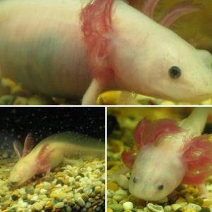 Axies