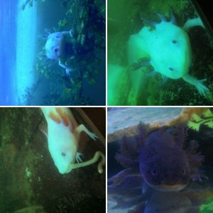 Axolotls