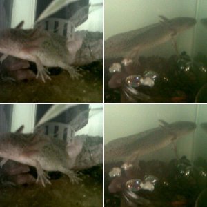 Bug, Bessie and Spiney