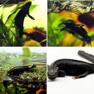 Taliang Knobby Newt