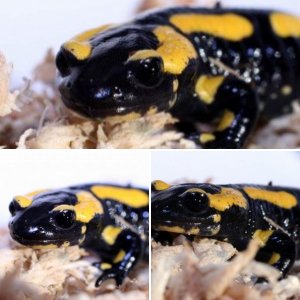 salamandra salamandra terrestris