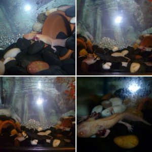 my axolotles