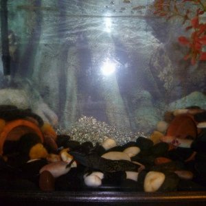 my axolotles
