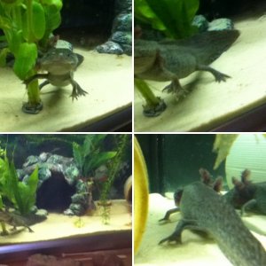 New Axie