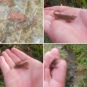 found on the west highland way 09