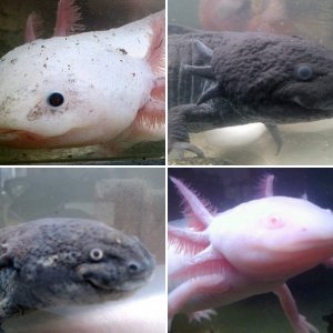 my axolotl family