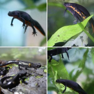 chinese fire bellied newts