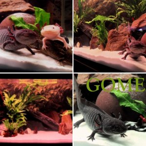 Gomez and Friends