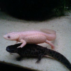 Luecistic spanish ribbed newt and his "regular" friend