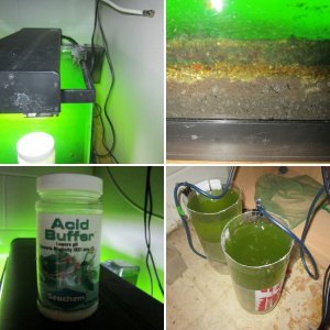 Daphnia Farm