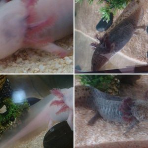 Axies