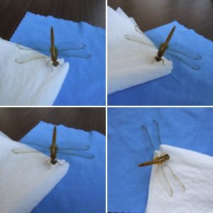 dragonfly