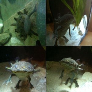 Charlie :D