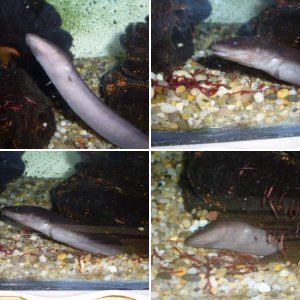 Amphiumidae