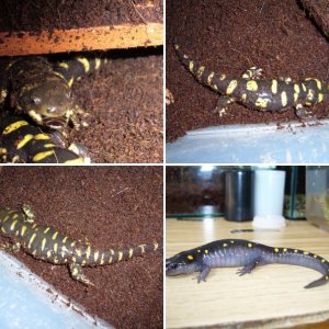 Ambystomatidae