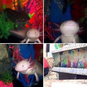 Axies