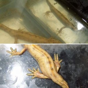 triturus carnifex flavistic
