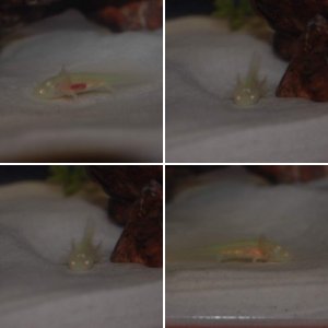 My first axolotl