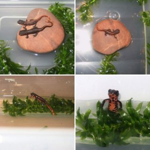 Garfield & Odie (Cynops Pyrrhogaster)