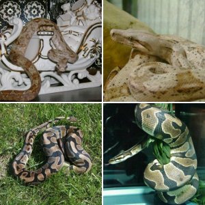 snakes