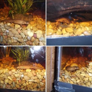 Newts