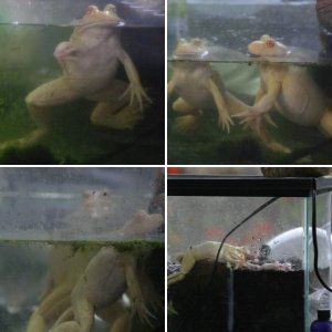 My Ivory (Albino) BullFrogs, should I let them live with my Tiger Salamander?