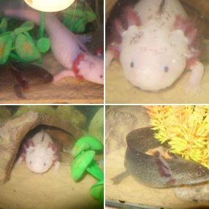 my axolotls