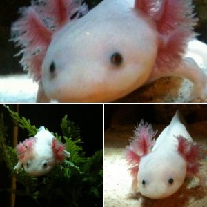 Melvin :D