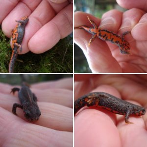 Blue tailed fire-bellied newts/Juveniles.